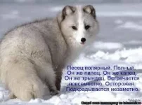 песец подкрадывается незаметно.webp