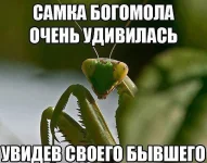 5555.webp