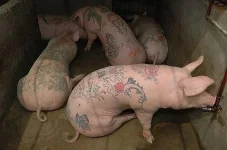 хрюшки.webp