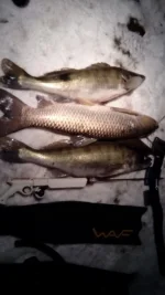 IMG-20141215-WA0002.webp