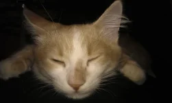 IMAG3099.webp