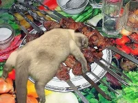 кот....webp