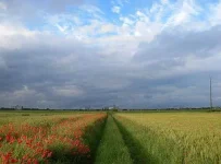 поле.webp