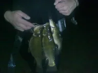 Линьки.webp