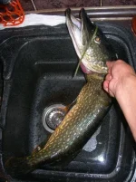 DSCN8748.webp