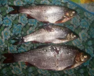 100_0036.webp