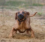 собакель-Р.webp