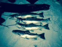 IMG-20150123-WA0004.webp