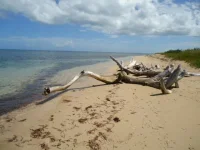tururu002.webp