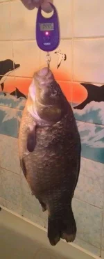 карась.webp