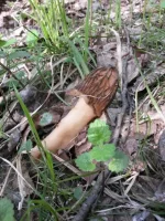 20150510_144927_thumb.webp