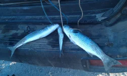 IMG-20150724-WA0001.webp