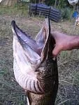 user13054_pic32527_1419436711_thumb.webp