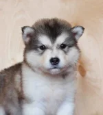 Девочка 1.webp