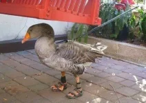 A9d1KFx4ddo.webp