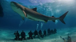 _58975320_shark-pics-4.webp