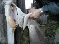 SAM_2095.webp
