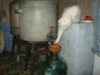 Кот_самогон.webp