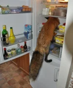 Лиса_2.webp