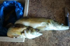 IMG_2016-05-26_090842.webp