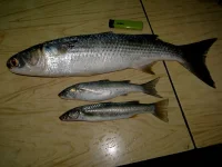 1200х800.webp