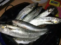 IMG-20160605-WA0004.webp