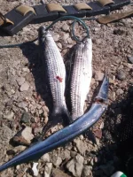IMG-20160617-WA0000.webp