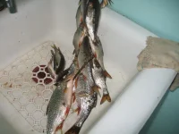 rjgbz.webp