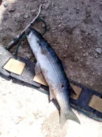 IMG-20160620-WA0000.webp