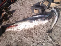 IMG-20160621-WA0001.webp