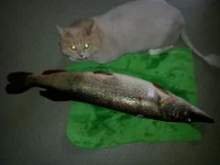 optimized-wuda щука.webp