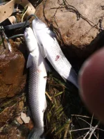 IMG-20160623-WA0001.webp