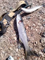 IMG-20160624-WA0000.webp