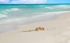 artleo.com-6424.webp