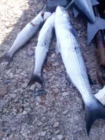 IMG-20160704-WA0000.webp