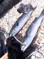 IMG-20160705-WA0000.webp