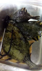 IMG-20160705-WA0010.webp