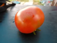 SAM_0043.webp