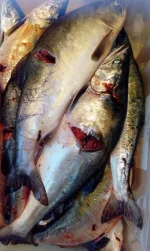 IMG-20160712-WA0000.webp