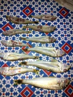IMG-20160717-WA0000.webp