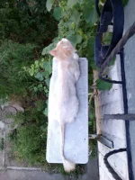 IMG-20160717-WA0004.webp