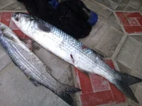 IMG-20160727-WA0001.webp