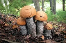 podosinoviki2.webp