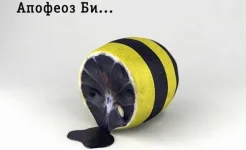 50053002.webp