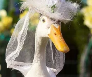 dressedupducktakes.webp
