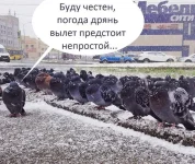 голуби1.webp