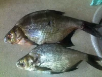 26072010203.webp