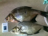 26072010204.webp