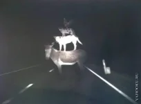 автокурьезы.webp