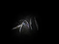 IMG_0005.webp